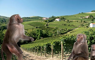 Drunk BaBoons - More